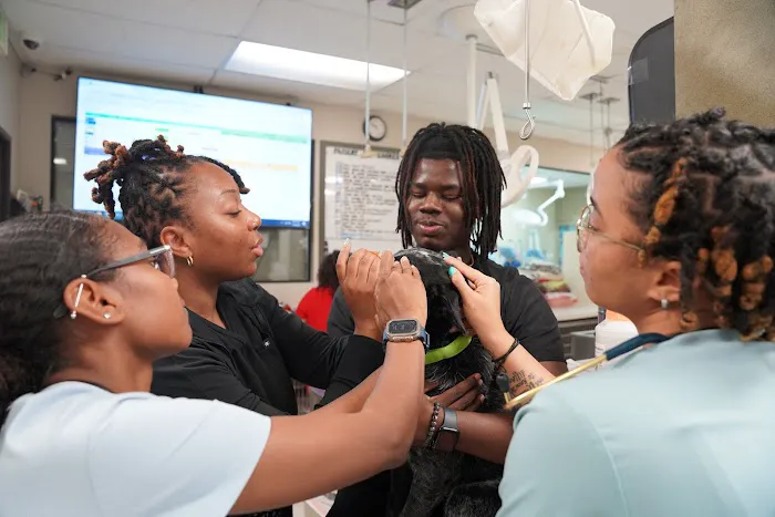 Veterinary Opportunities for Students | V.O.S 4