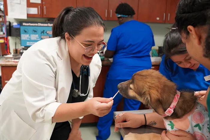 Veterinary Opportunities for Students | V.O.S 3