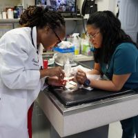 Veterinary Opportunities for Students | V.O.S ico