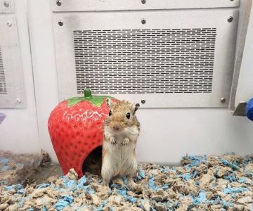 Petco