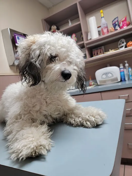 Caring Hands Animal Hospital 3