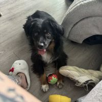 Caring Hands Animal Hospital ico