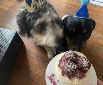 The Cakehound