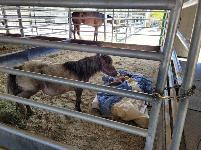 Desert Pines Equine Center 3