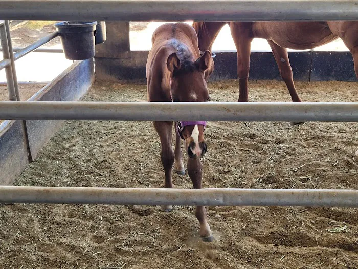Desert Pines Equine Center 5