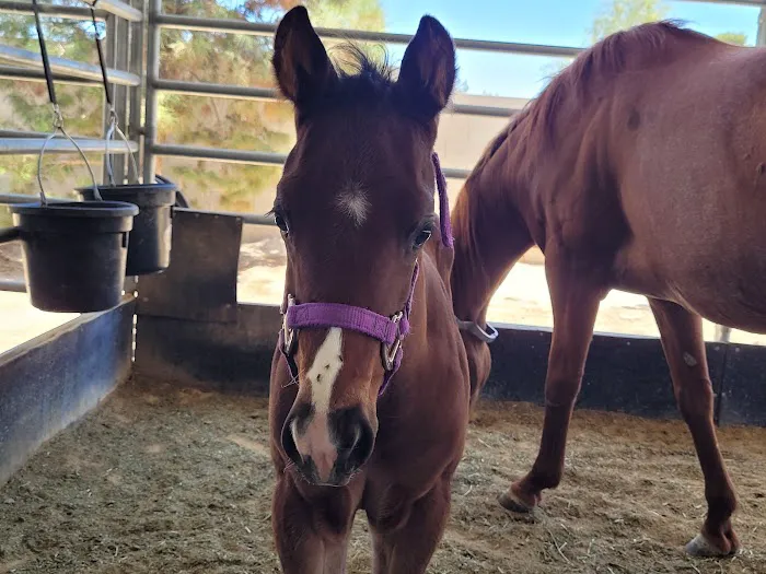 Desert Pines Equine Center 8