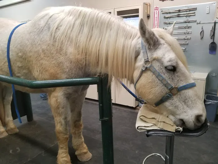 Desert Pines Equine Center 1