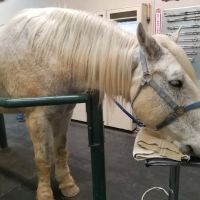 Desert Pines Equine Center ico