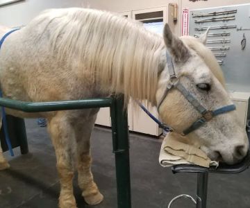 Desert Pines Equine Center