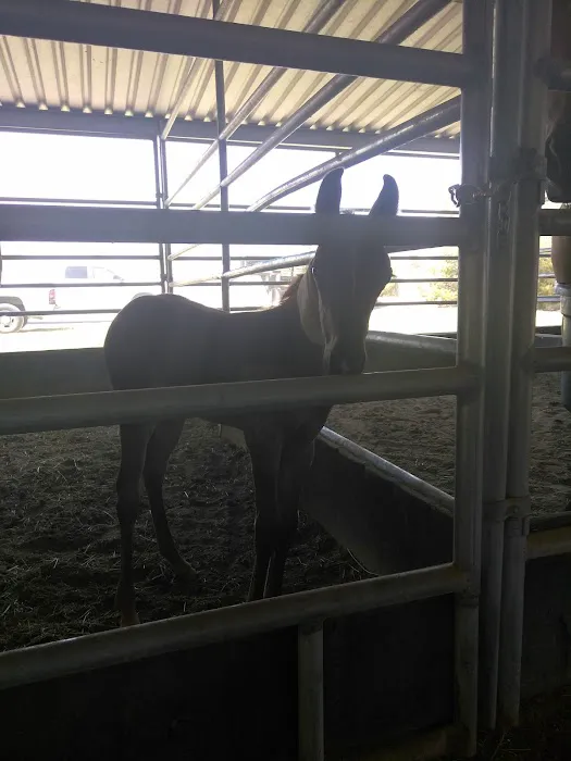 Desert Pines Equine Center 2