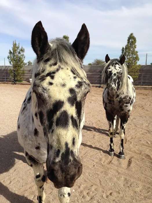 Desert Pines Equine Center 9