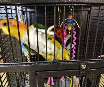 Petland Pickerington