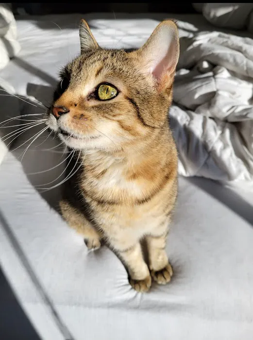 Nevada Pet Hospice 1