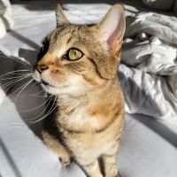 Nevada Pet Hospice ico
