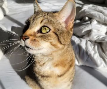 Nevada Pet Hospice
