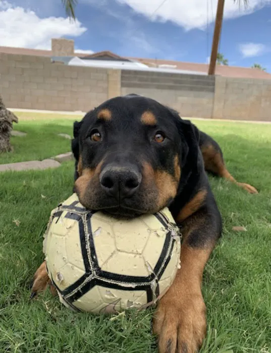 Nevada Pet Hospice 2