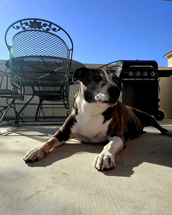 Nevada Pet Hospice 7