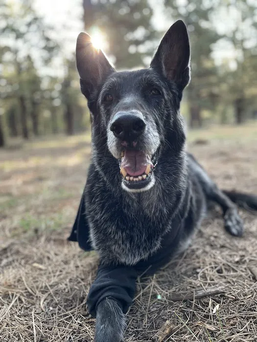 Nevada Pet Hospice 6