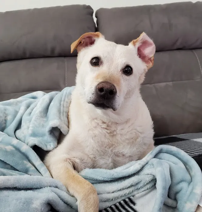 Nevada Pet Hospice 8