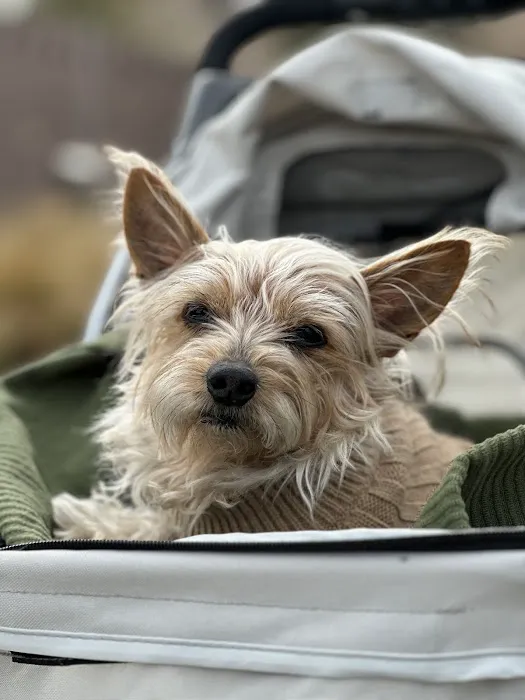 Nevada Pet Hospice 3