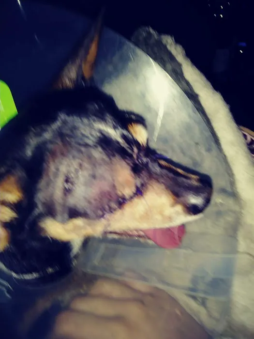 Veterinary Emergency + Critical Care North Rainbow 4