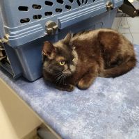 Animal Kindness Veterinary Hospital ico