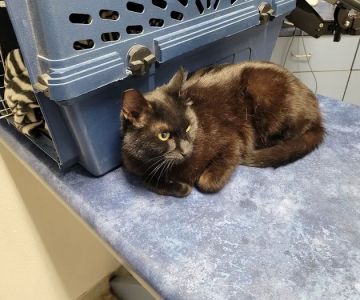 Animal Kindness Veterinary Hospital