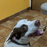 Banfield Pet Hospital ico