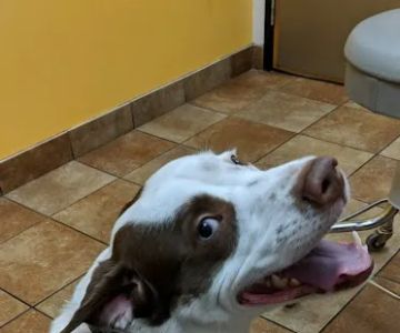 Banfield Pet Hospital