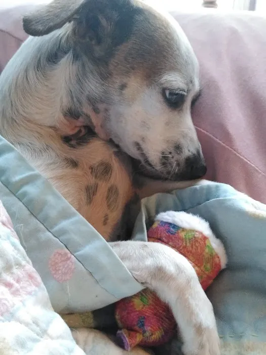 Banfield Pet Hospital 2