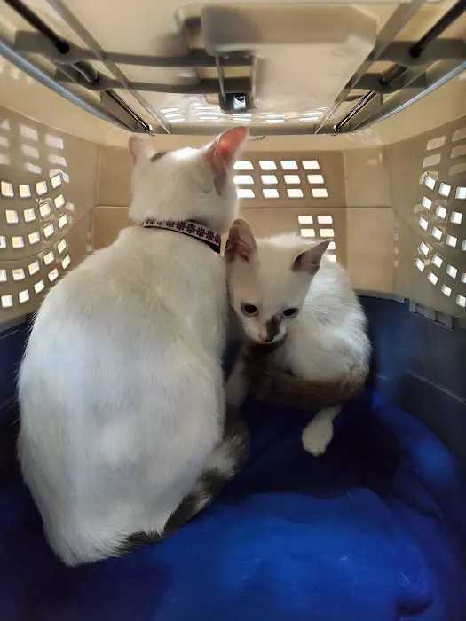 VCA Nellis Animal Hospital 8
