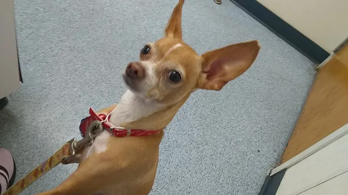 VCA Nellis Animal Hospital 1