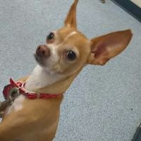 VCA Nellis Animal Hospital ico