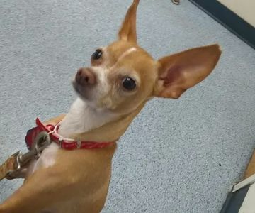 VCA Nellis Animal Hospital