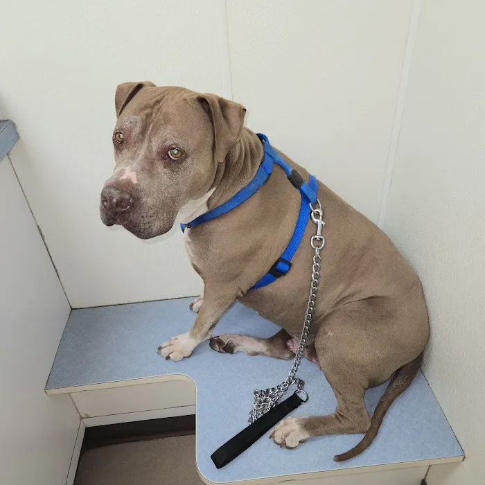 VCA Nellis Animal Hospital 6