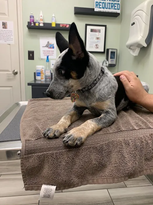 VCA Nellis Animal Hospital 5