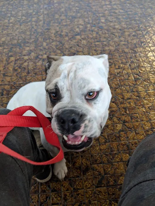 Lake Mead Animal Hospital 10