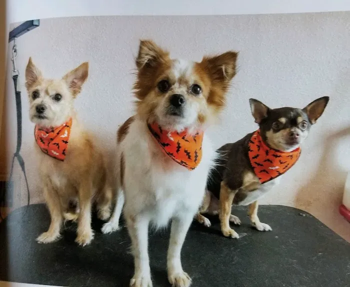 Lake Mead Animal Hospital 4