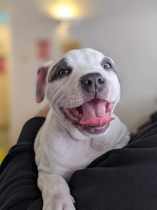Lake Mead Animal Hospital 7