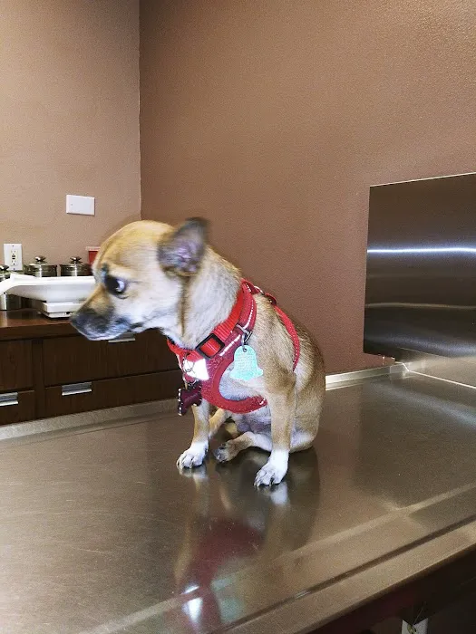 Lake Mead Animal Hospital 2
