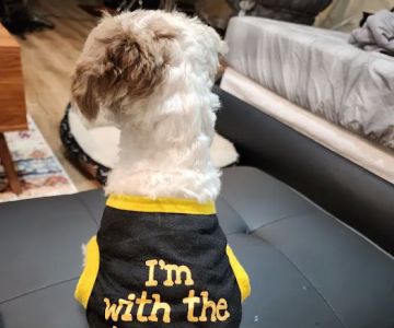 Pawsome Pups Puppies For Sale