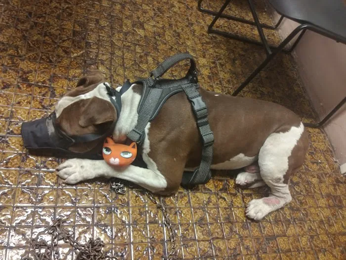 Northeast Animal Hospital 10