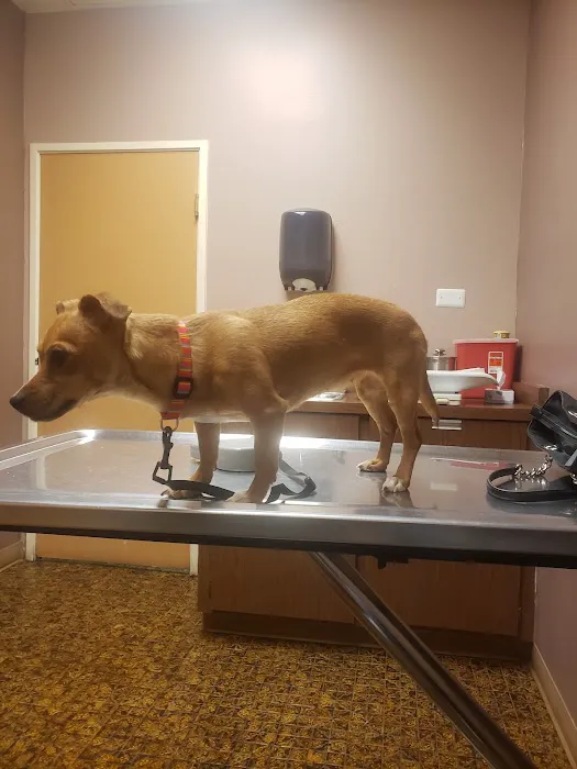Northeast Animal Hospital 1