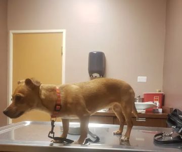 Northeast Animal Hospital