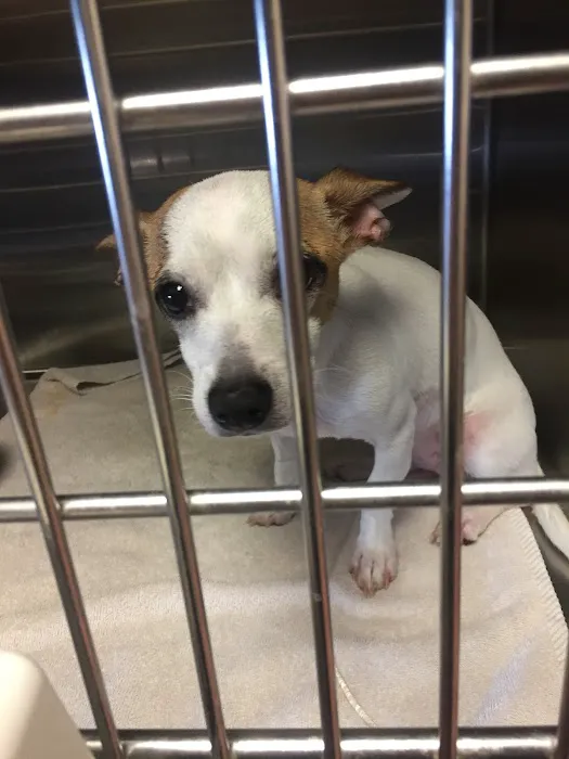 Northeast Animal Hospital 9