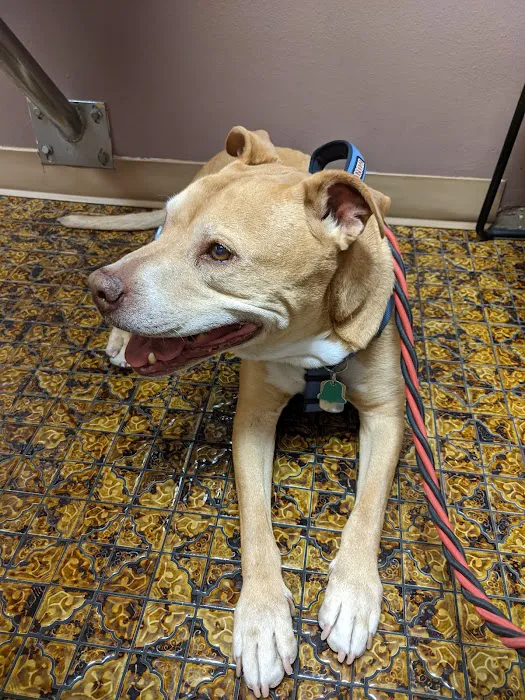 Northeast Animal Hospital 5
