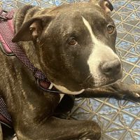 Doc Mo's Kindred Spirits Animal Hospital ico