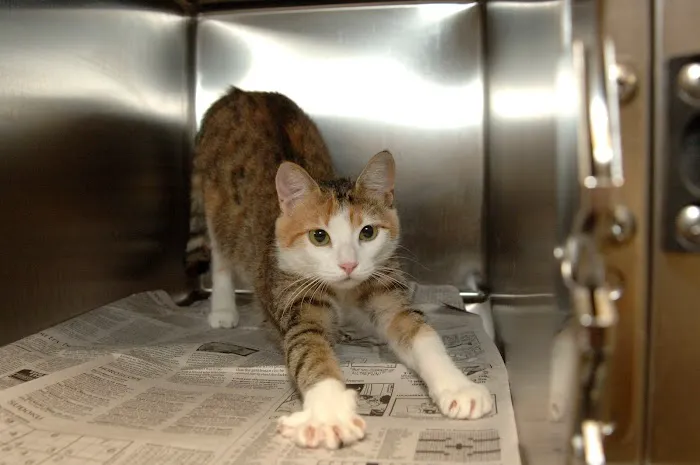 First Coast No More Homeless Pets 12