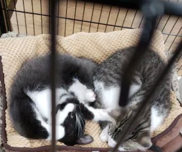 Petland Grove City
