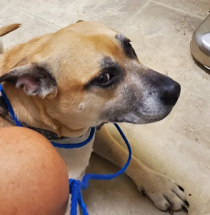 Gateway Animal Hospital 12